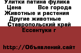 Улитки патина фулика › Цена ­ 10 - Все города Животные и растения » Другие животные   . Ставропольский край,Ессентуки г.